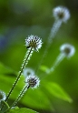 24 Pflanze_4